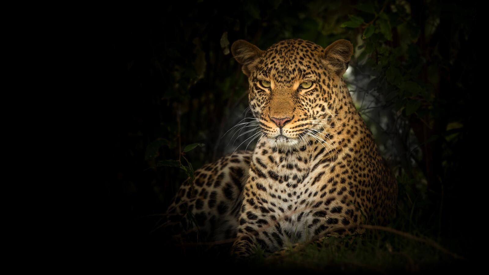 Wallpapers leopard big cat wildlife on the desktop