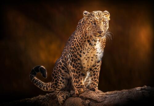 Leopard on a fallen tree