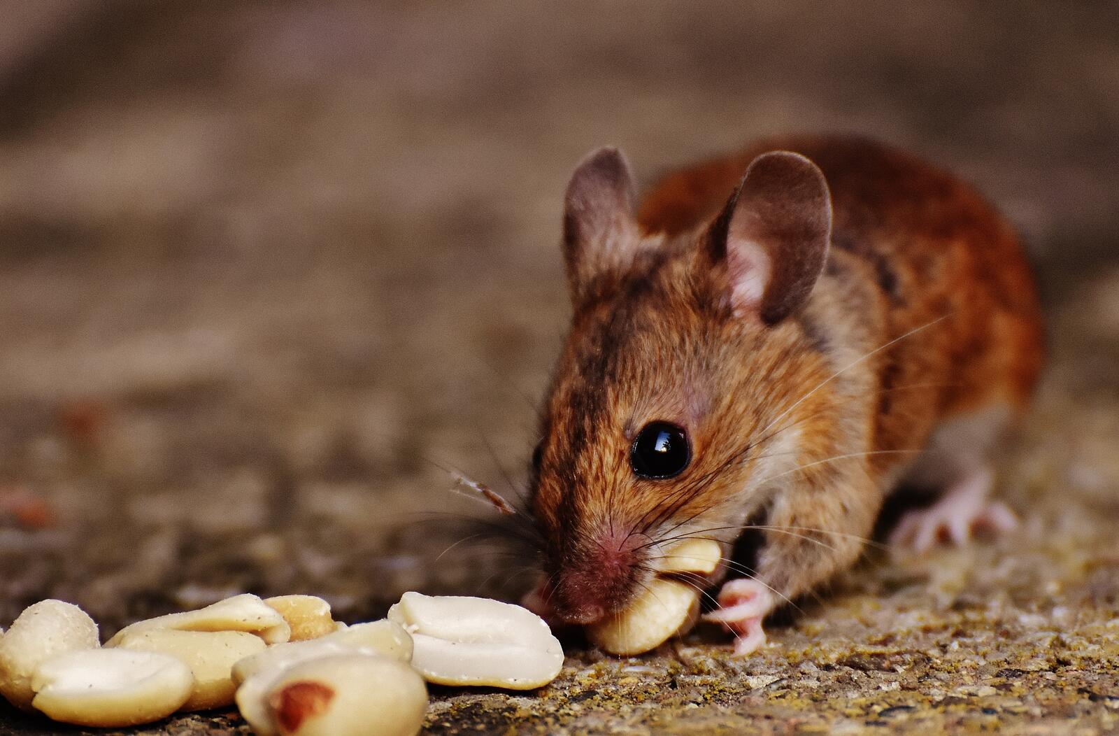 Обои мышь орехи еда на рабочий стол