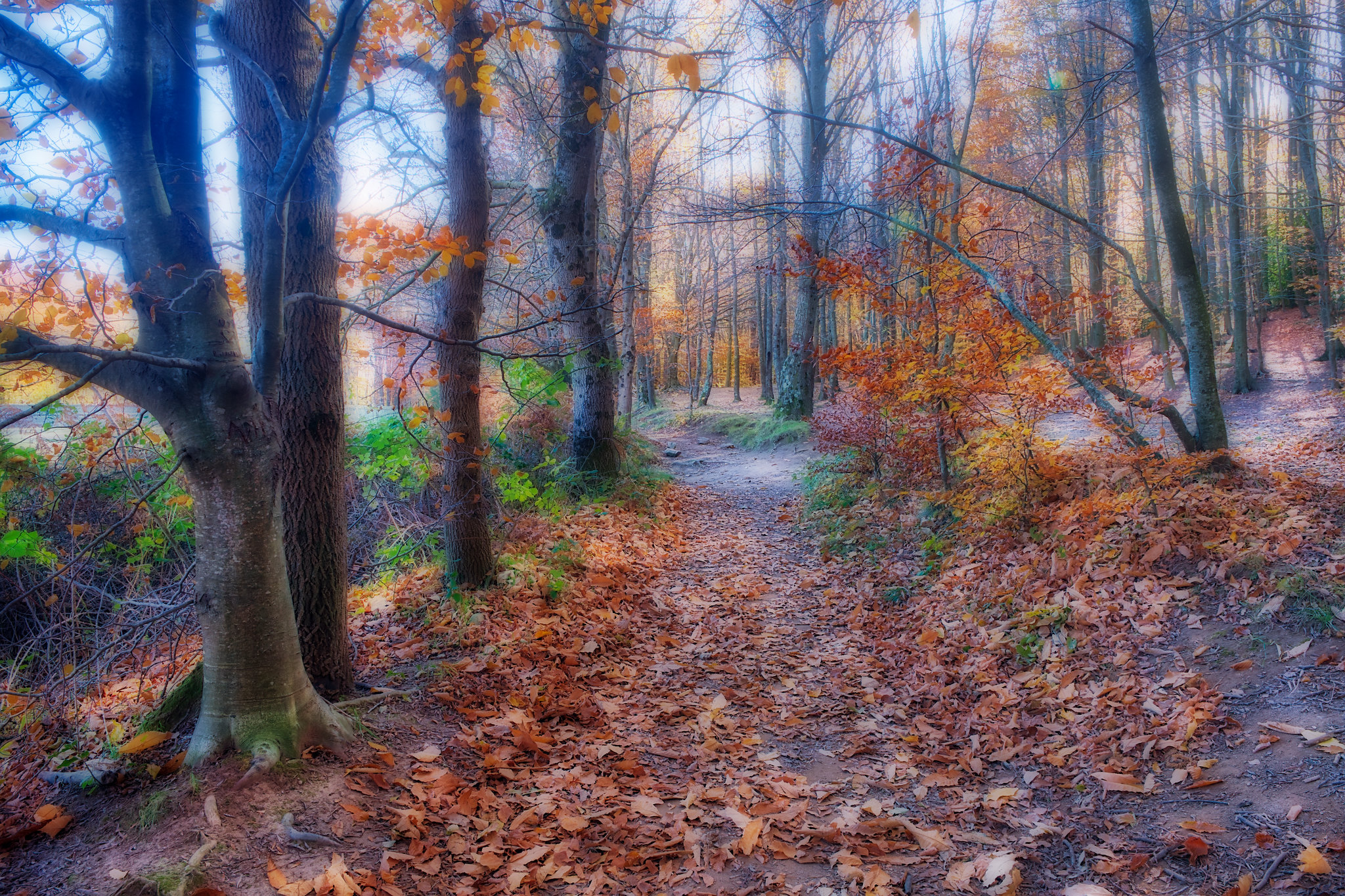 Wallpapers nature a path automn on the desktop