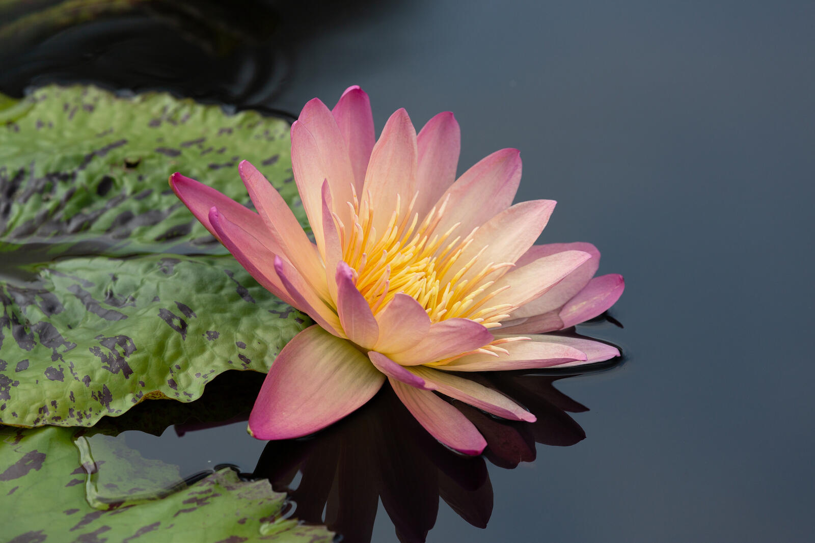 Wallpapers water lilies nature leaves on the desktop