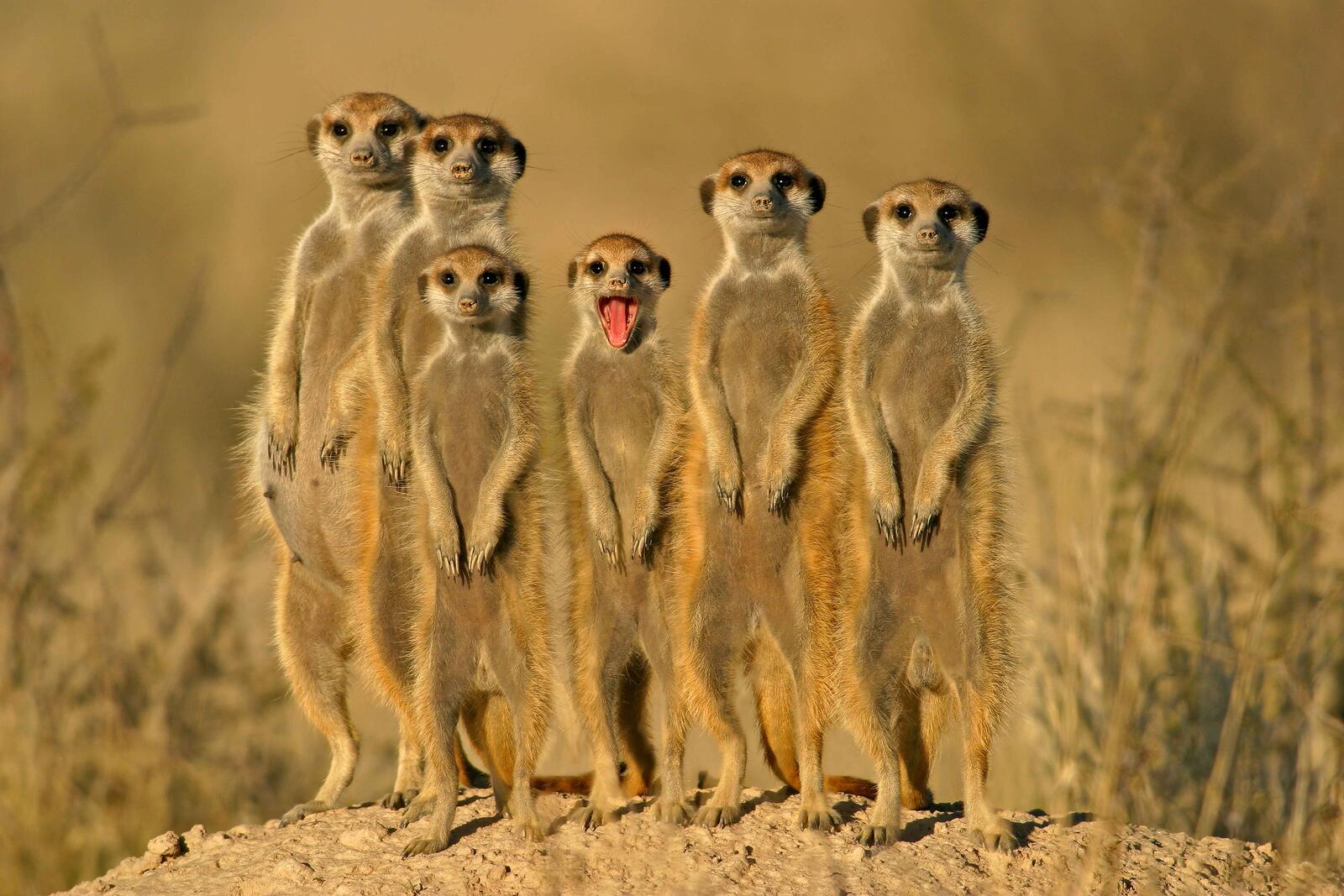 Wallpapers Meerkat meerkats Kgalagadi Transfrontier Park on the desktop