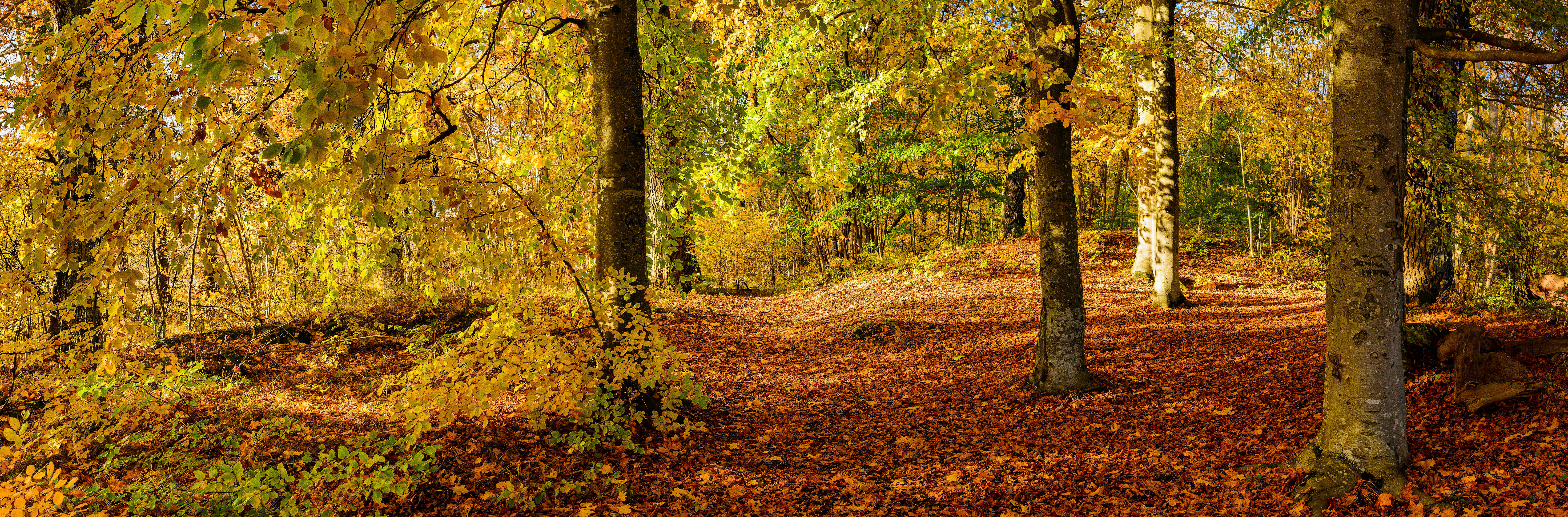 Wallpapers panorama autumn forest autumn on the desktop