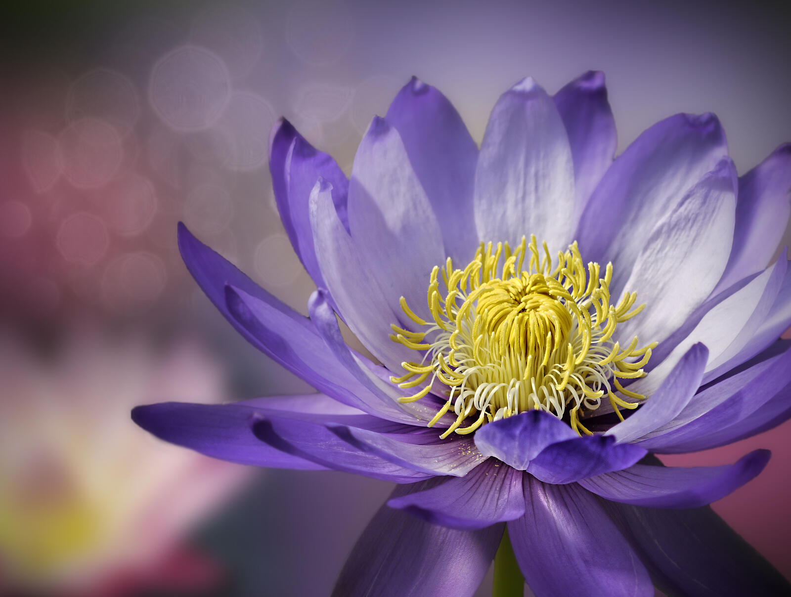 Free photo Blue lotus