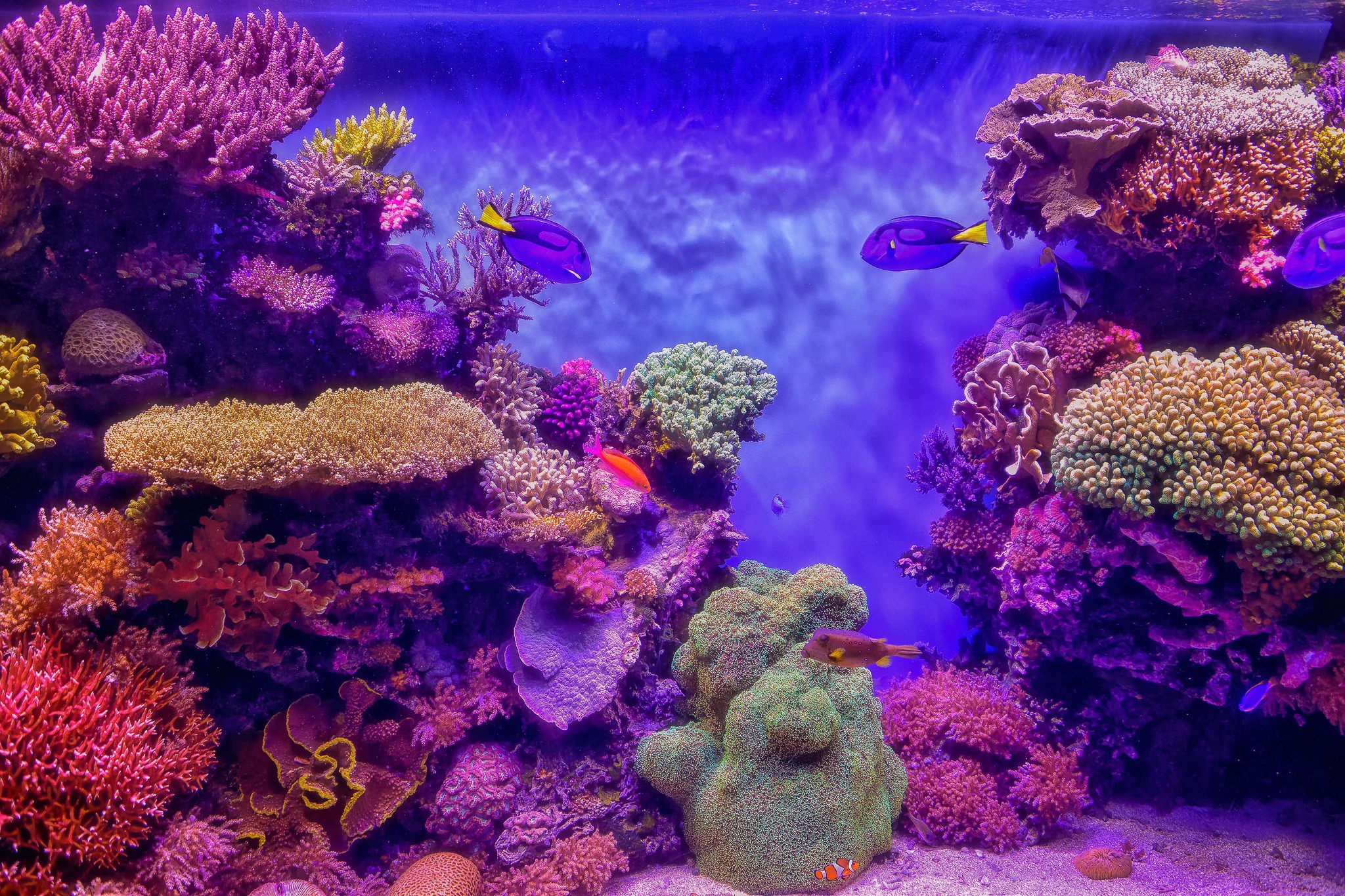 Обои морской аквариум кораллы рыбы на рабочий стол