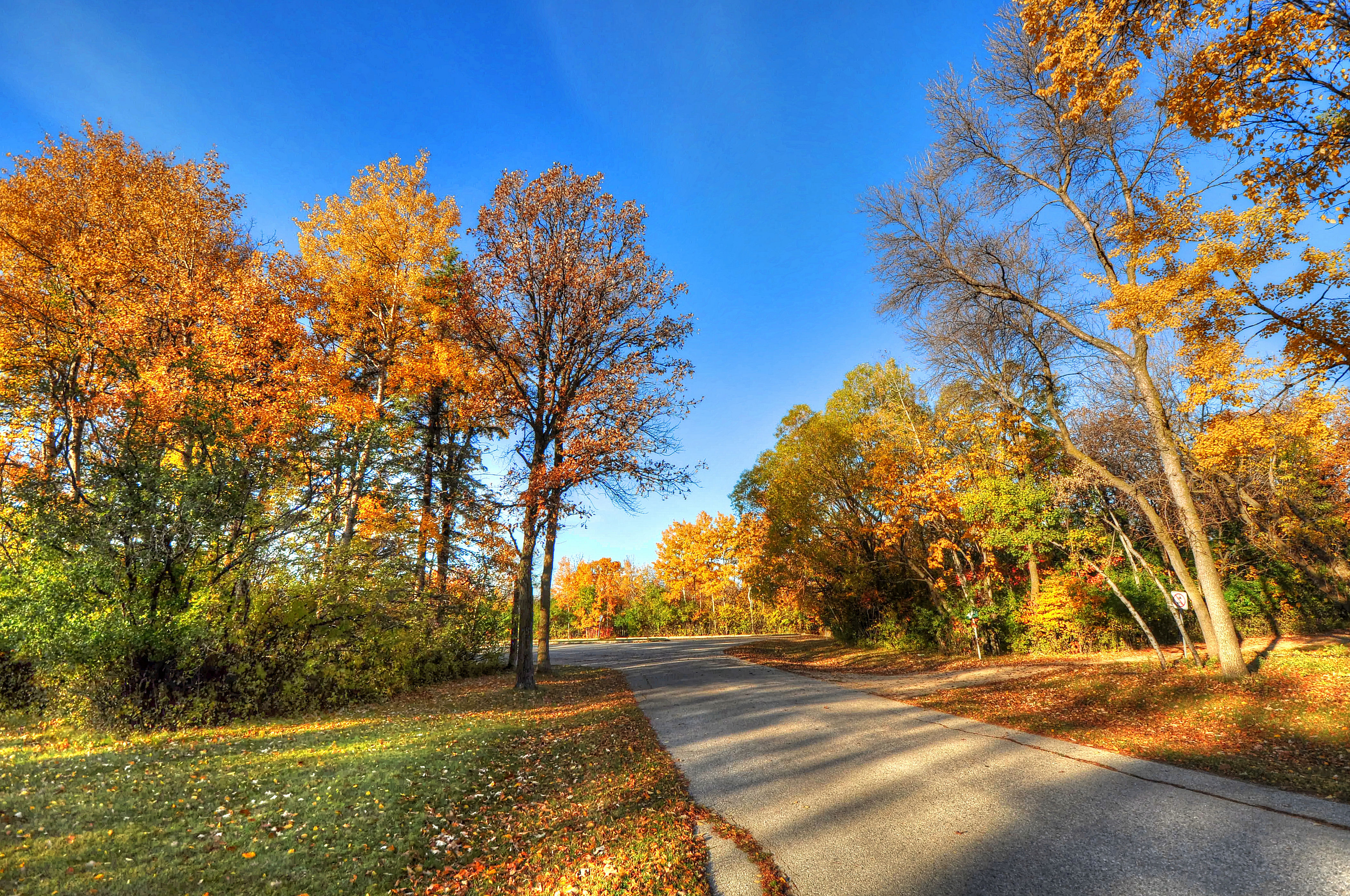 Wallpapers yellow foliage trees road on the desktop