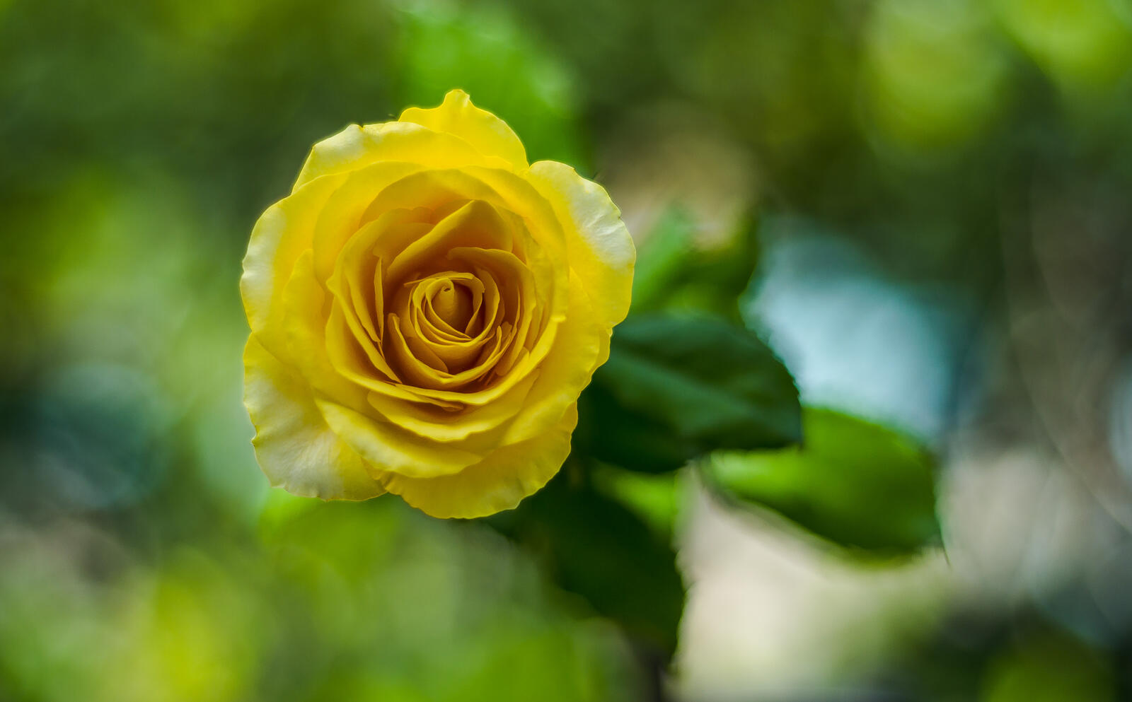 Обои желтые лепестки розы роза на рабочий стол