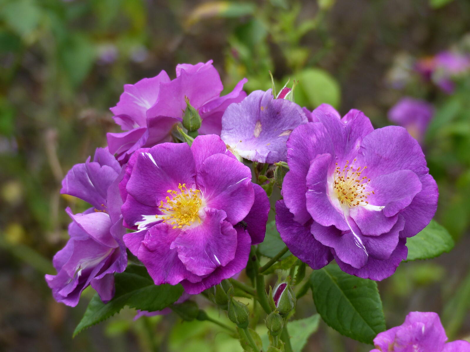 Обои роза розы фиолетовые цветы на рабочий стол