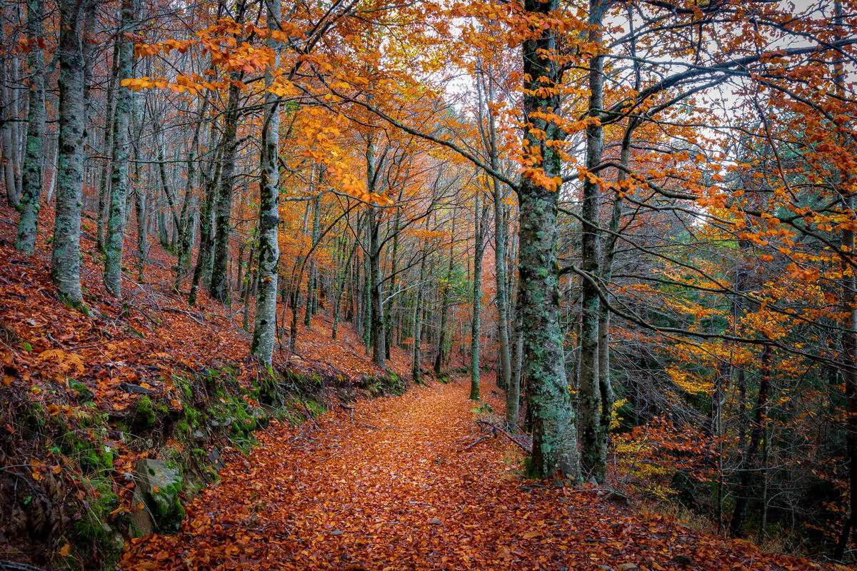 Осенняя дорога усыпанная листвой