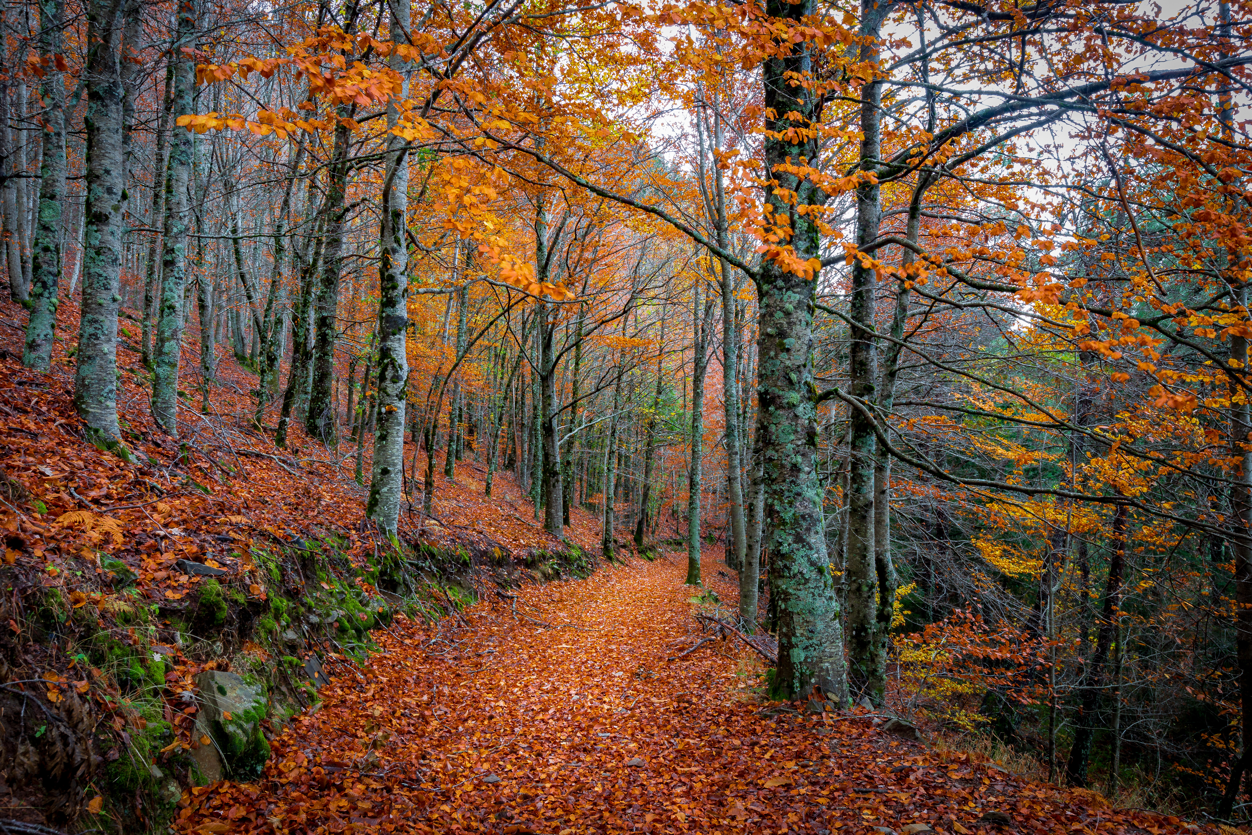 Осенняя дорога усыпанная листвой · бесплатное фото