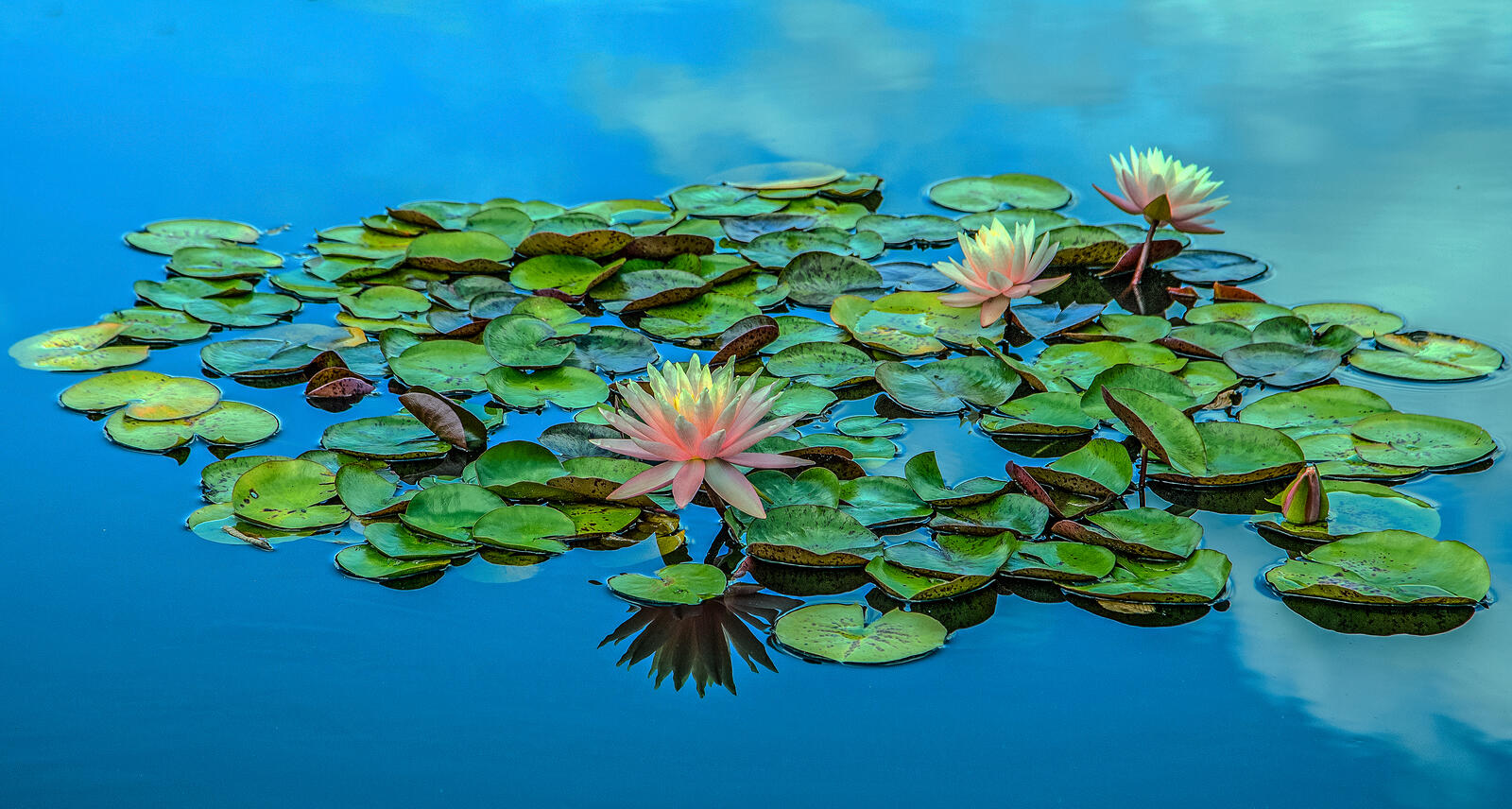 Обои водоём цветы болото на рабочий стол