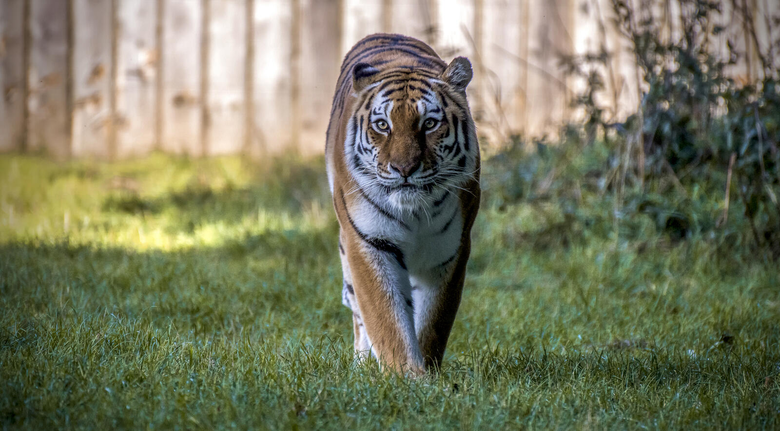 Бесплатное фото Обои амурский тигр, хищник на телефон высокого качества