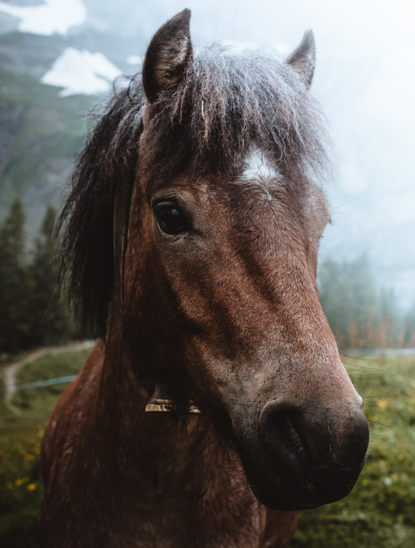 Бесплатное фото Портрет симпатичной лошади