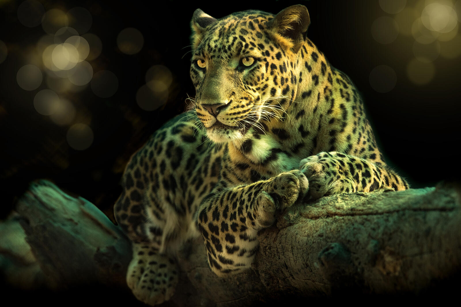 Бесплатное фото Леопард на ветке