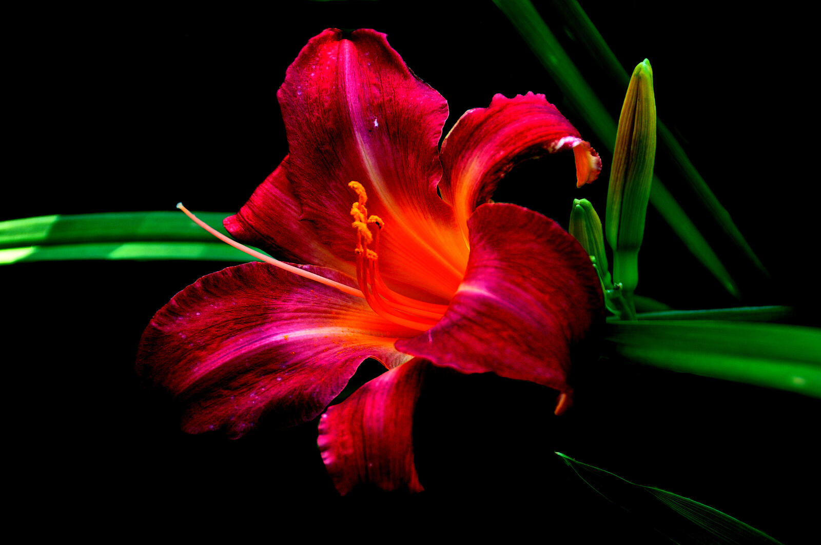 Wallpapers red flower red Lily lilyt on the desktop