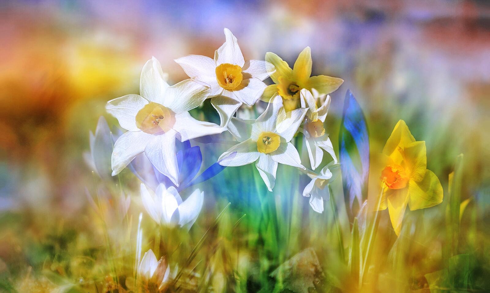 Обои Нарциссы цветы весна на рабочий стол