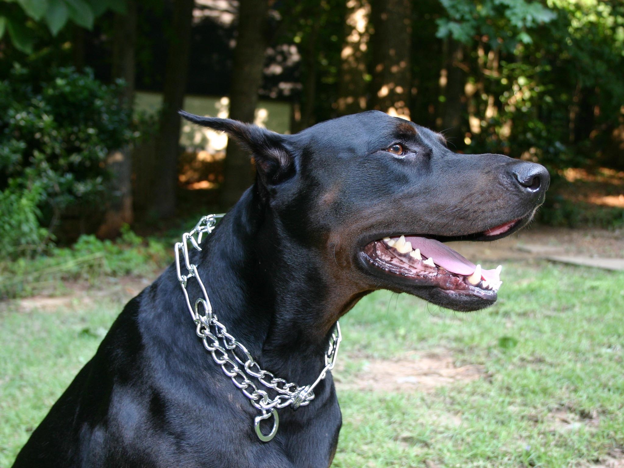 Фото бесплатно собака, ошейник, черная собака