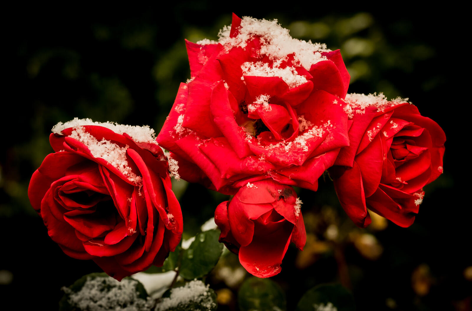 Обои красный бутон снег цветущая роза на рабочий стол