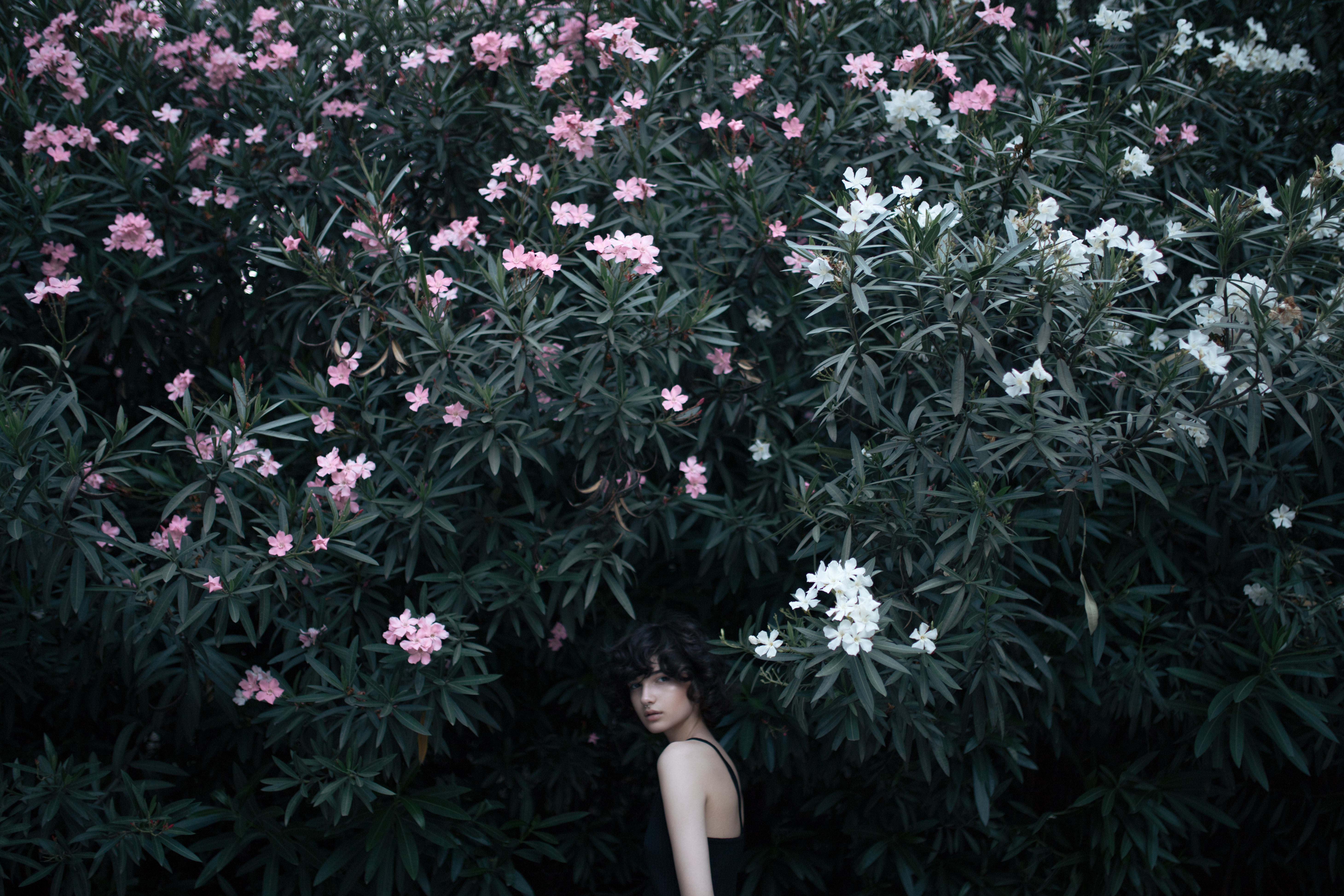 Photo free bushes, flowers, woman