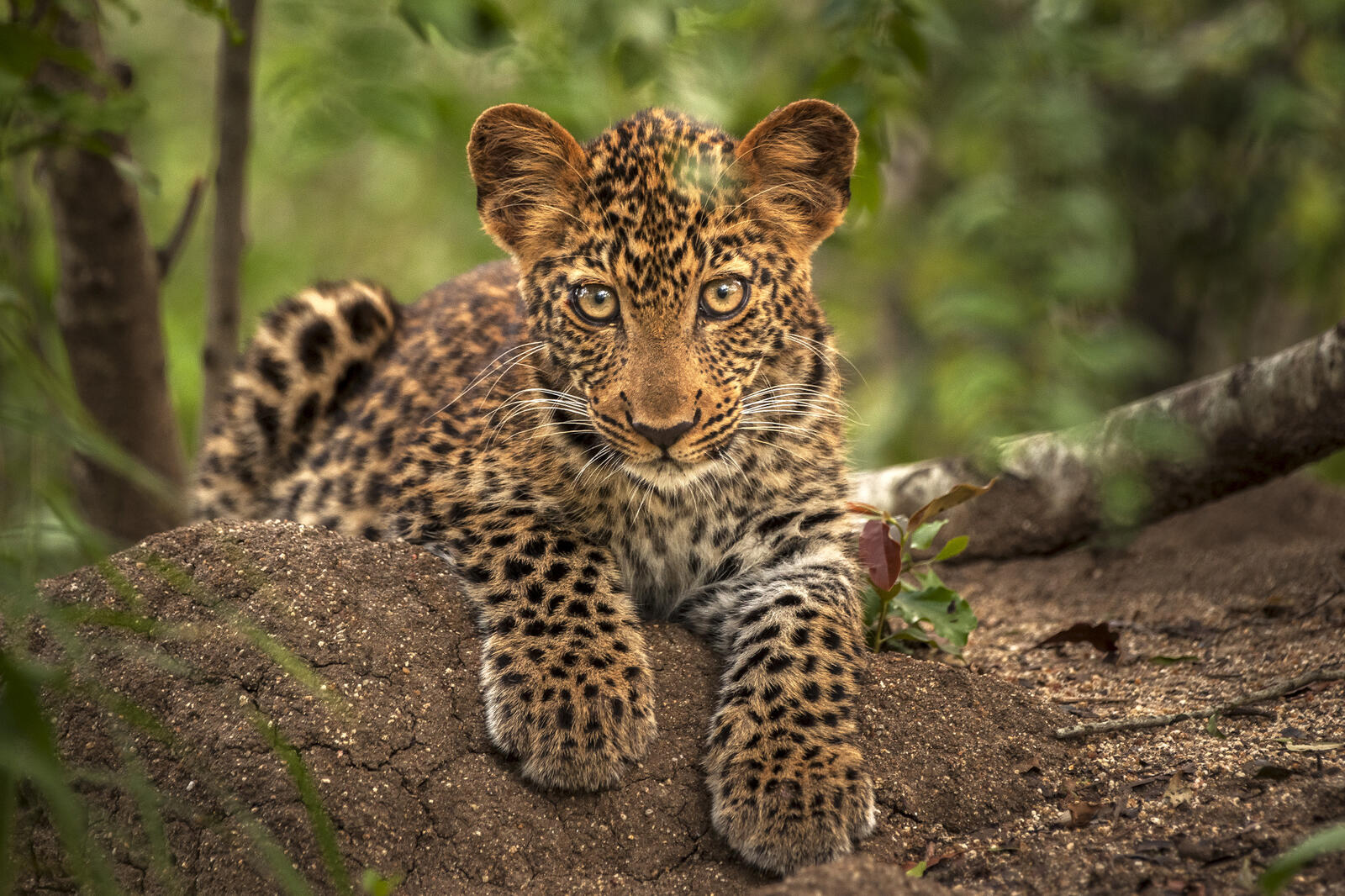 Бесплатное фото Котенок леопарда смотрит на оператора