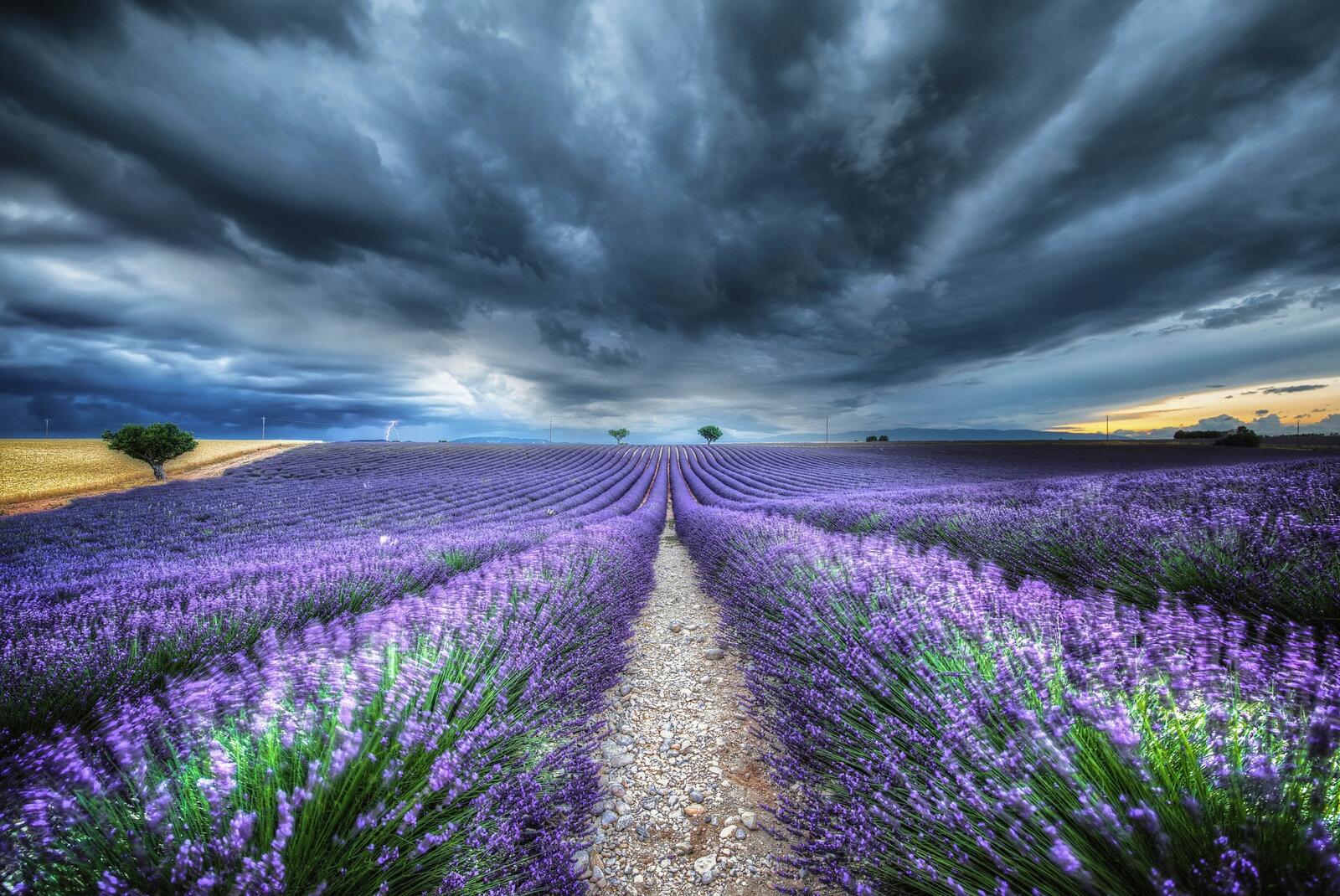 Wallpapers field lavender clouds on the desktop