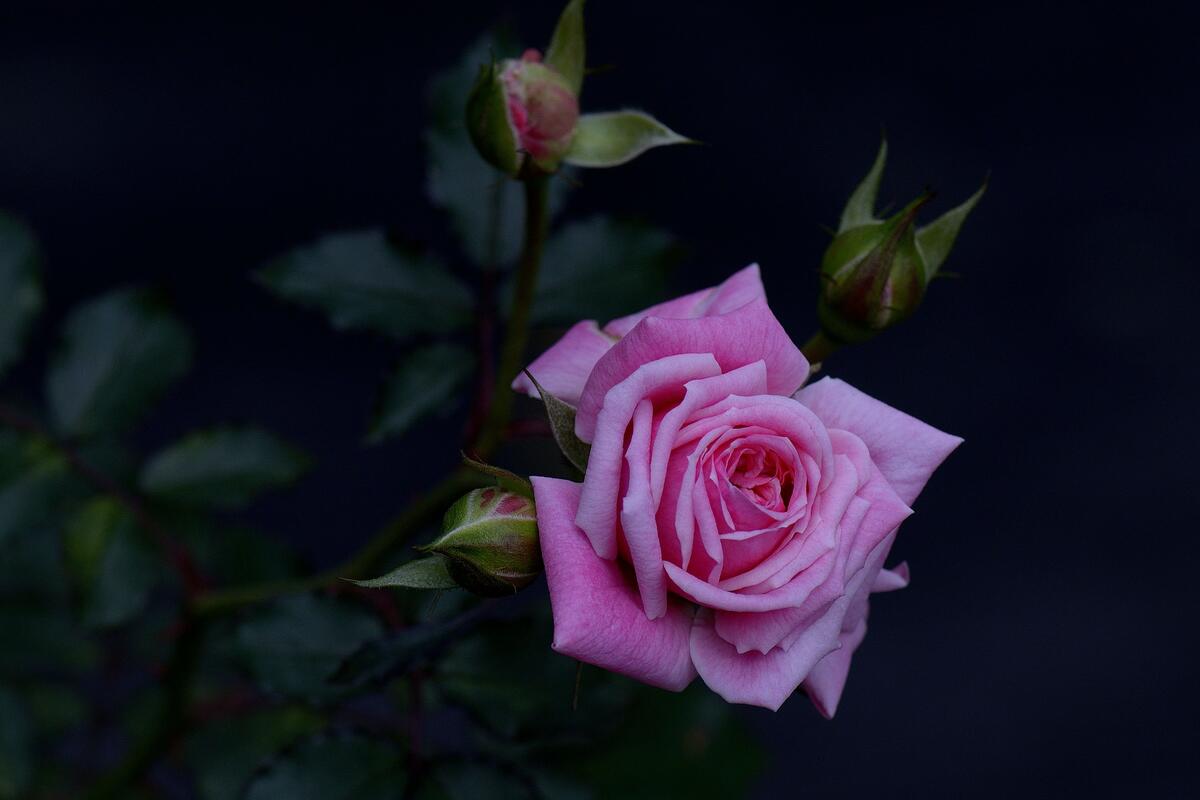 Pink rose on dark background