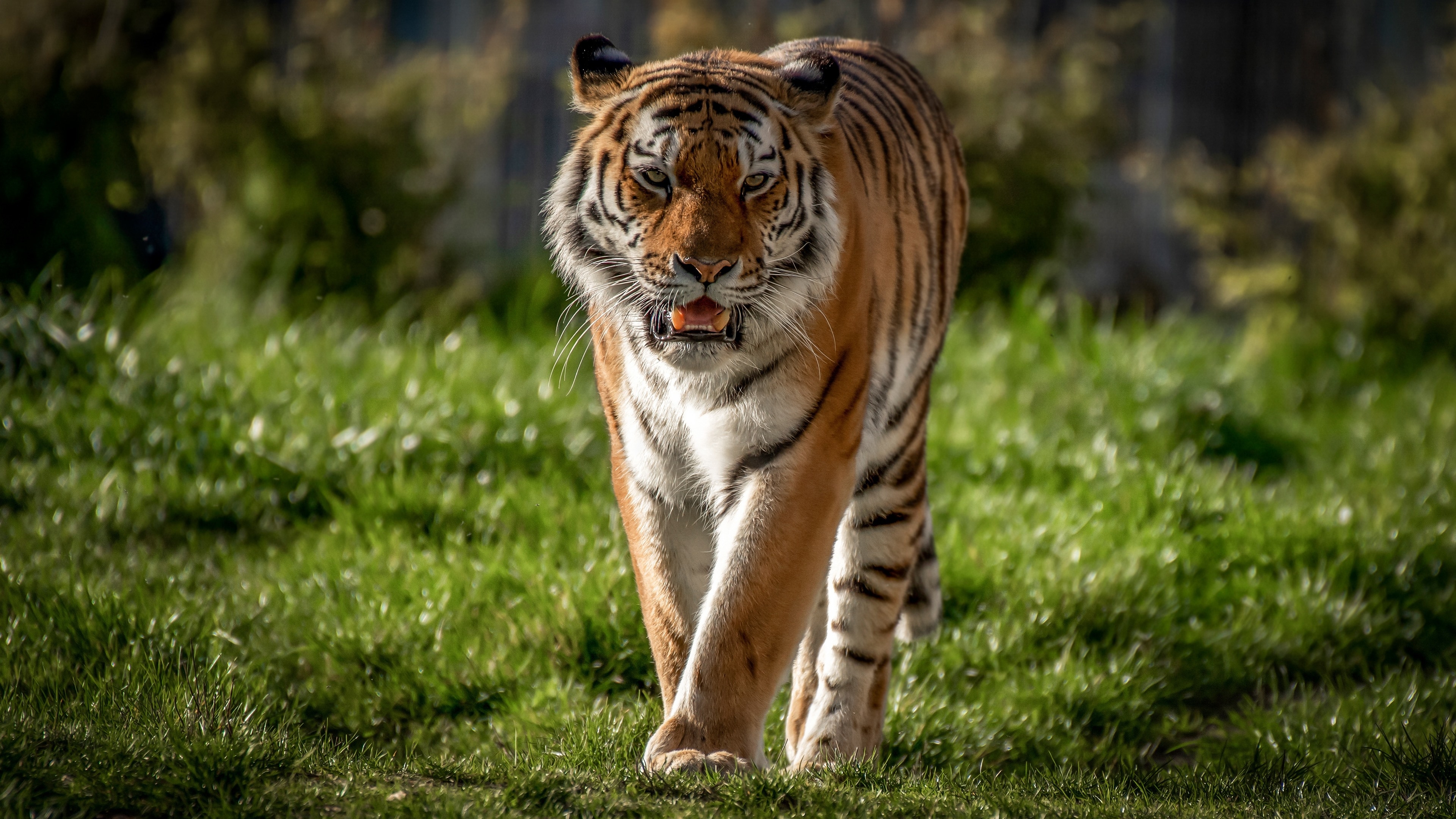 Wallpapers tiger walk wildlife on the desktop