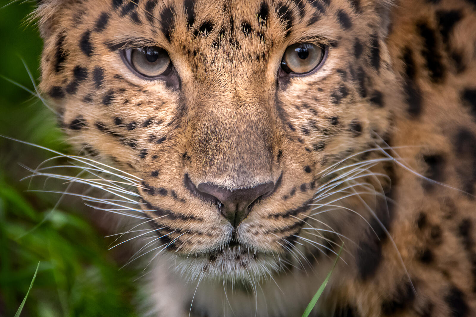 Free photo Leopard eyes