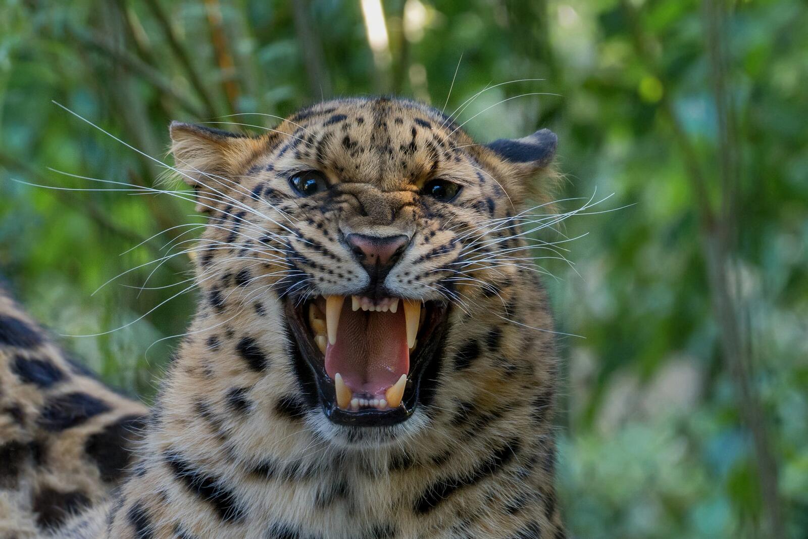 Free photo Leopard fangs