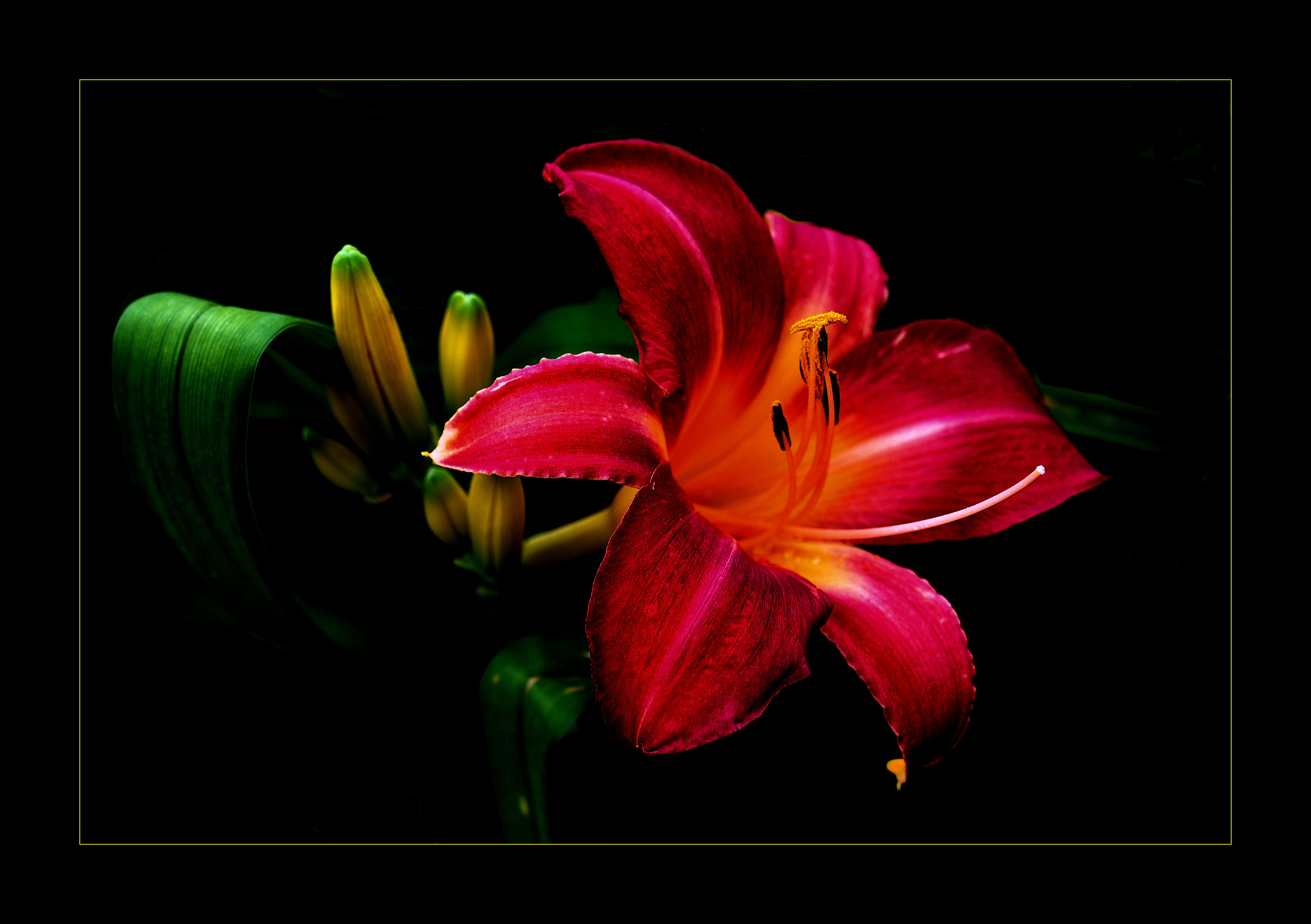 Фото бесплатно цветок, флора, красная лилия