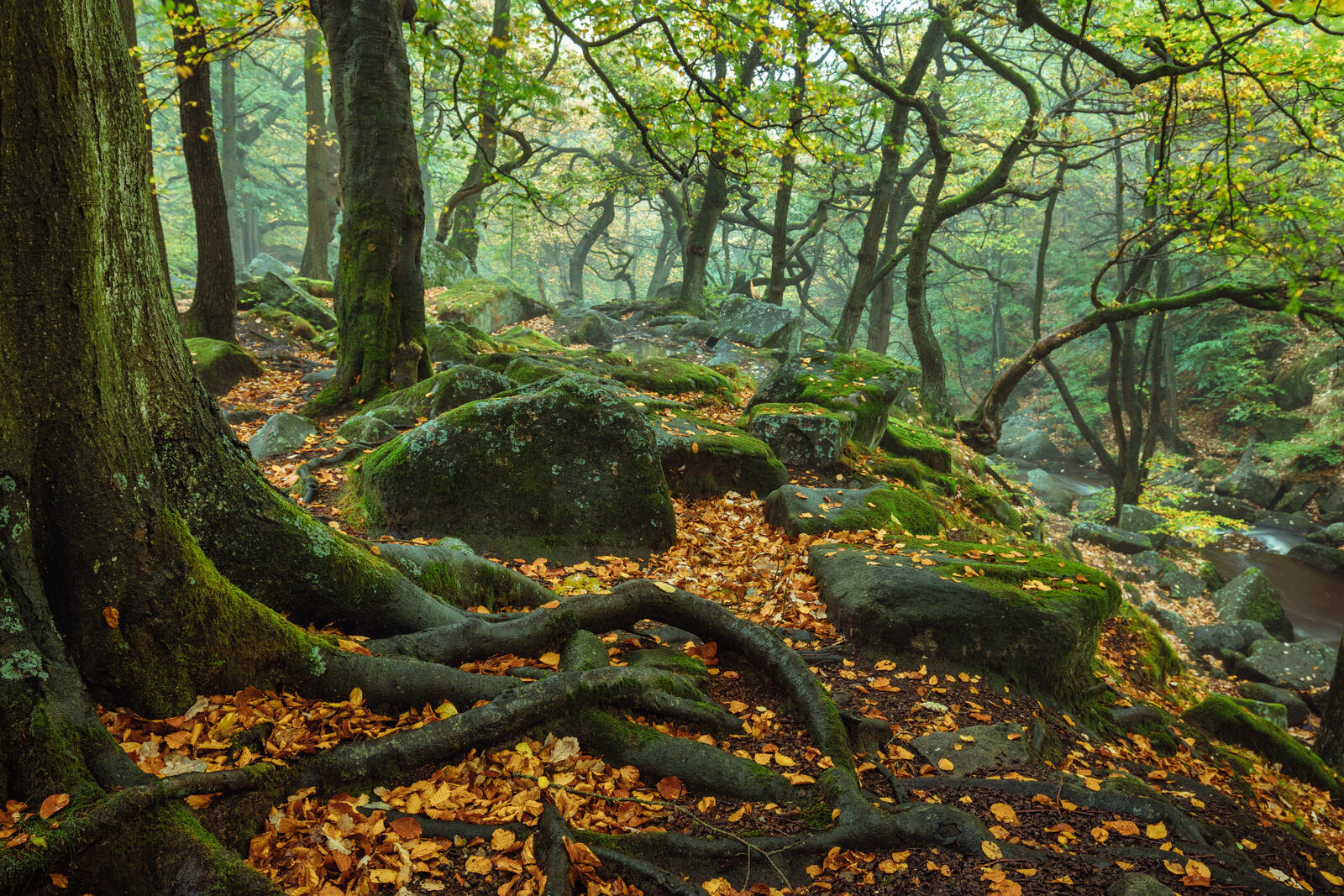 Wallpapers autumn Peak District forest on the desktop