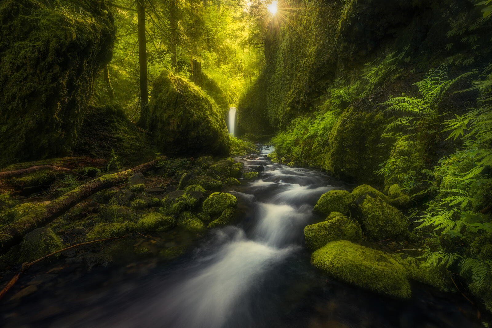 Wallpapers The lush greenery of the gorge of the Columbia river river moss on the desktop