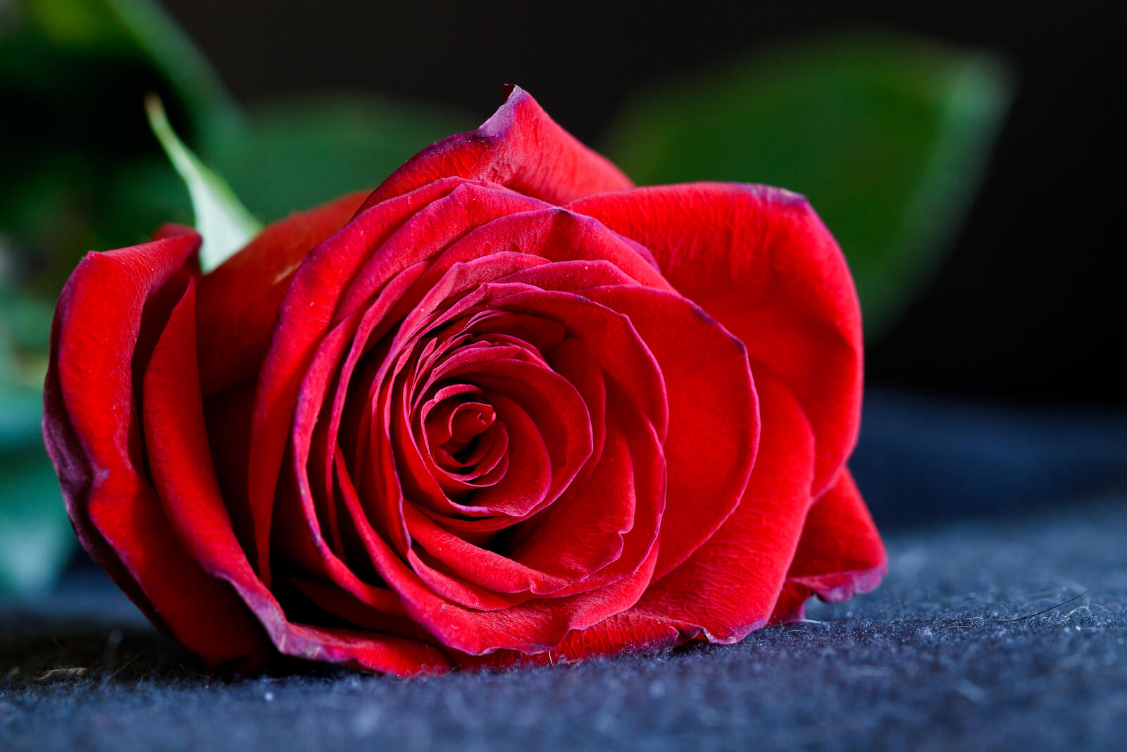 Обои цветок роза красная роза на рабочий стол