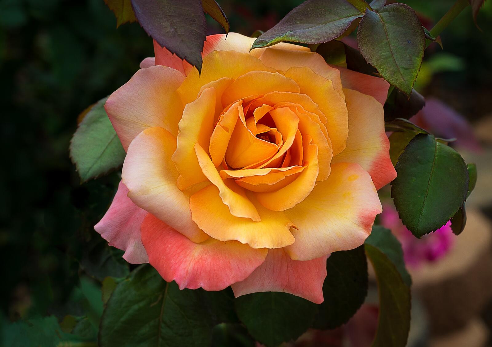 Бесплатное фото Оранжевая роза