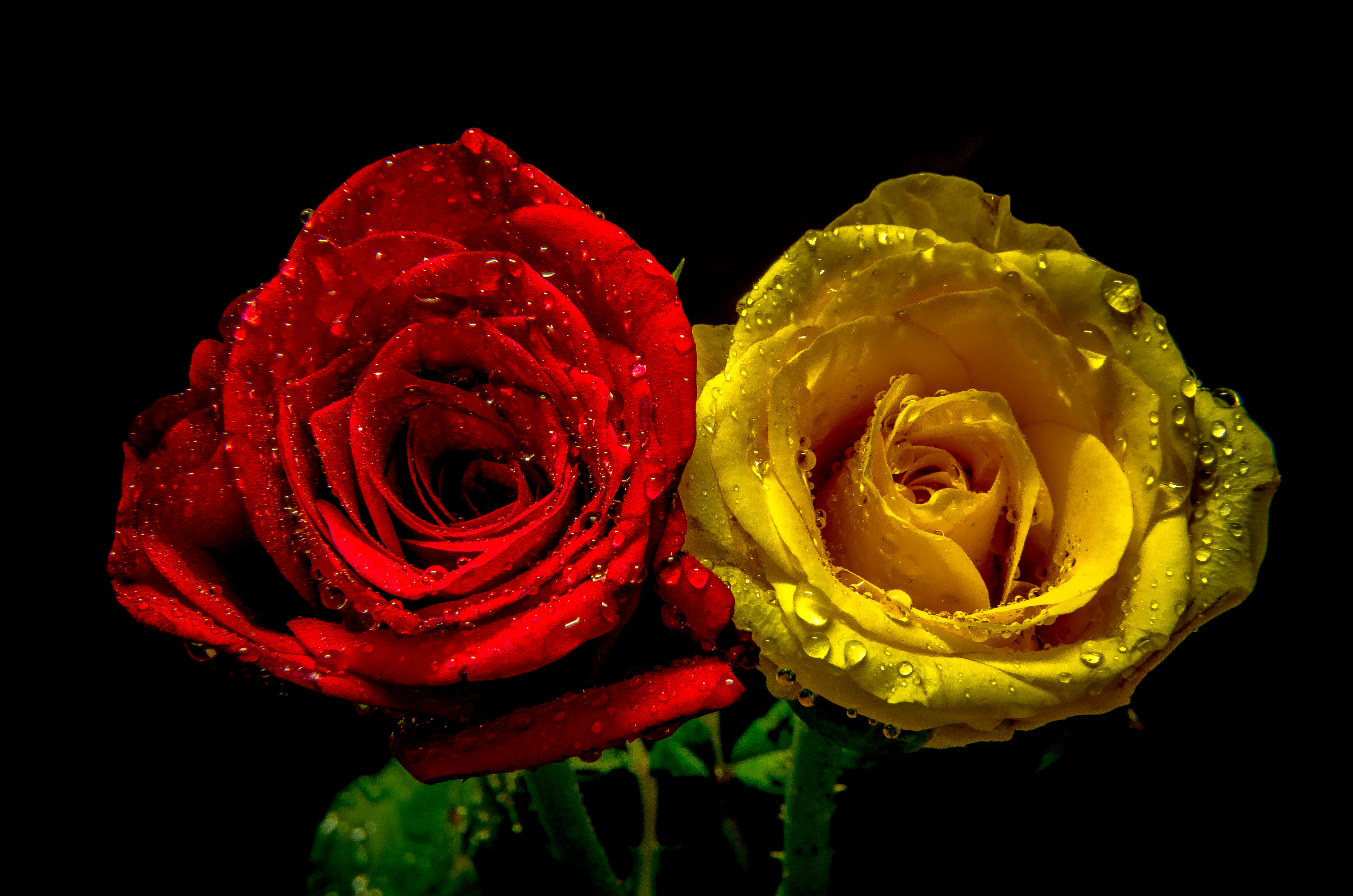красные желтые розы фото