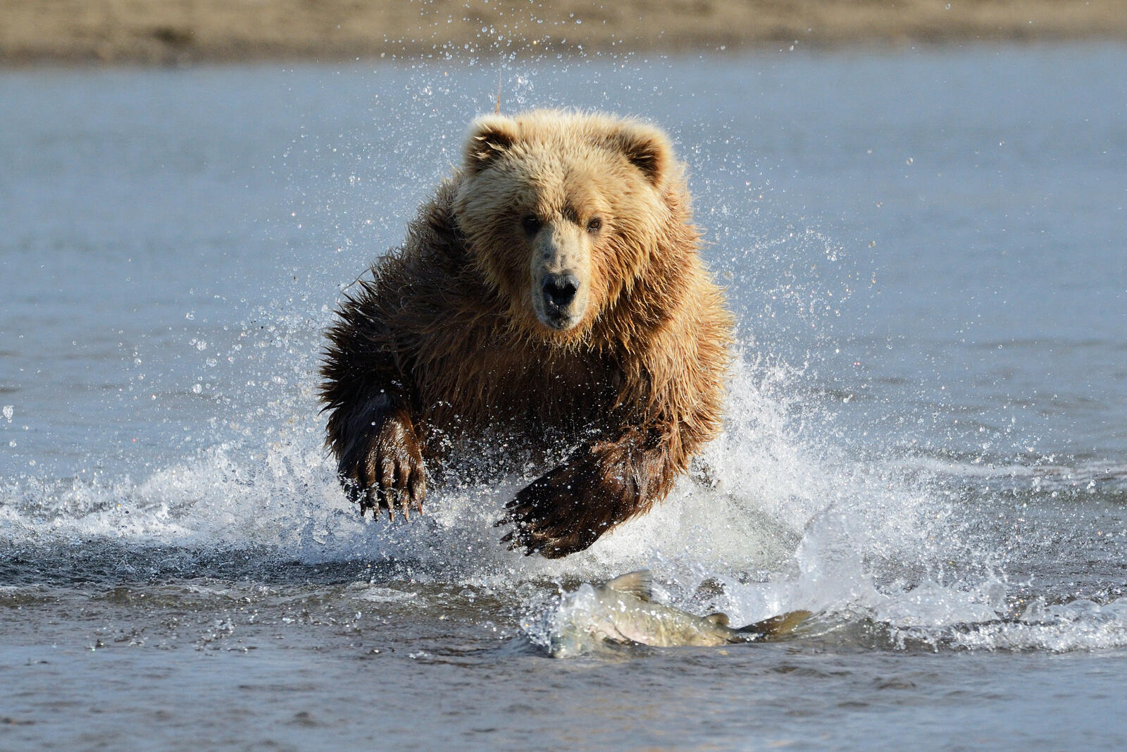 Бурый медведь (Ursus arctos). Бурый медведь бежит. Бурый медведь в воде. Медведь в прыжке.