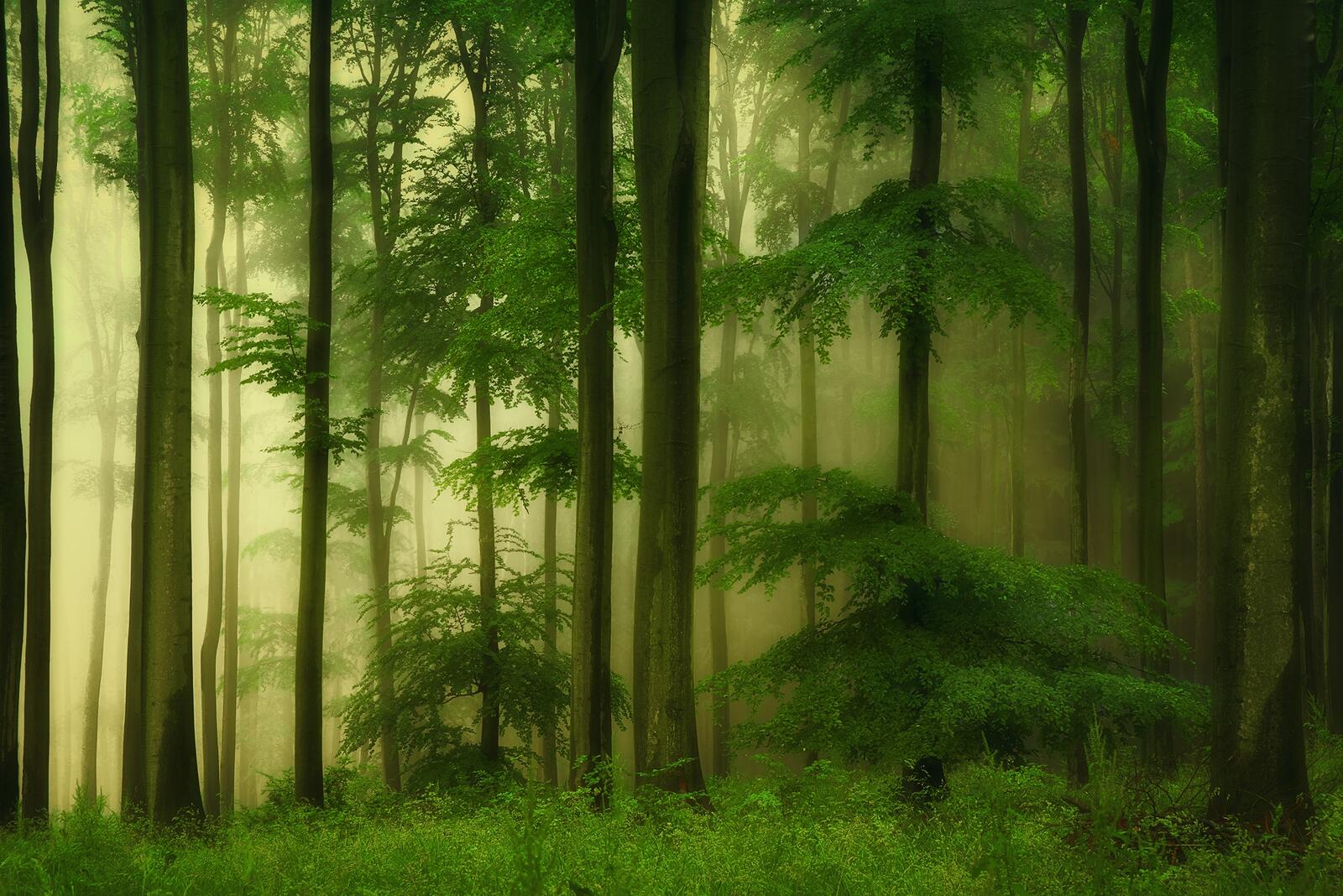 Wallpapers deep forest trees fog on the desktop