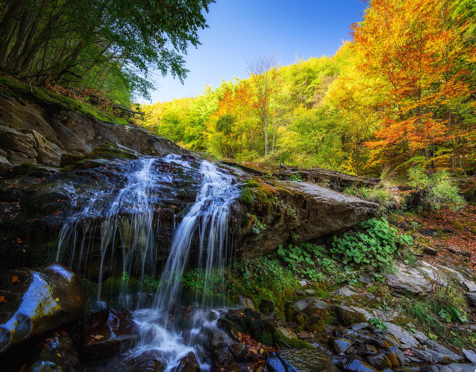 Wallpapers stream fall trees on the desktop
