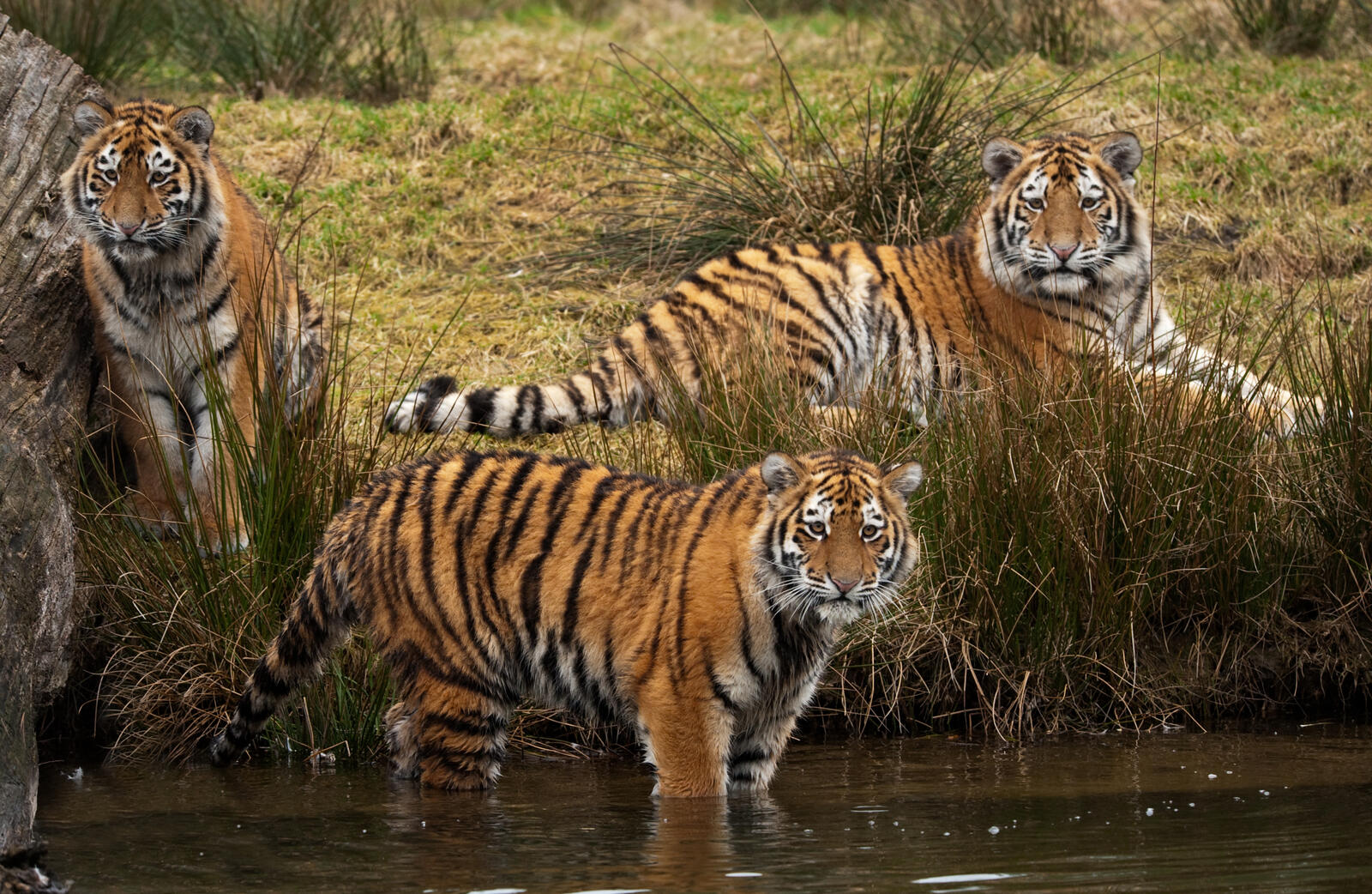 Wallpapers tiger tigers predators on the desktop
