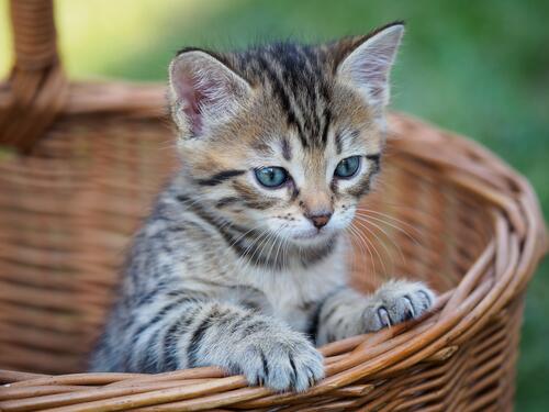 好奇的小猫在一个篮子里