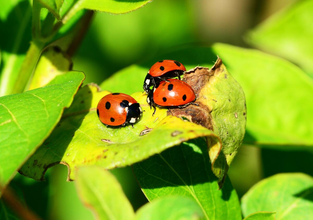 Ladybug feeds on leaves