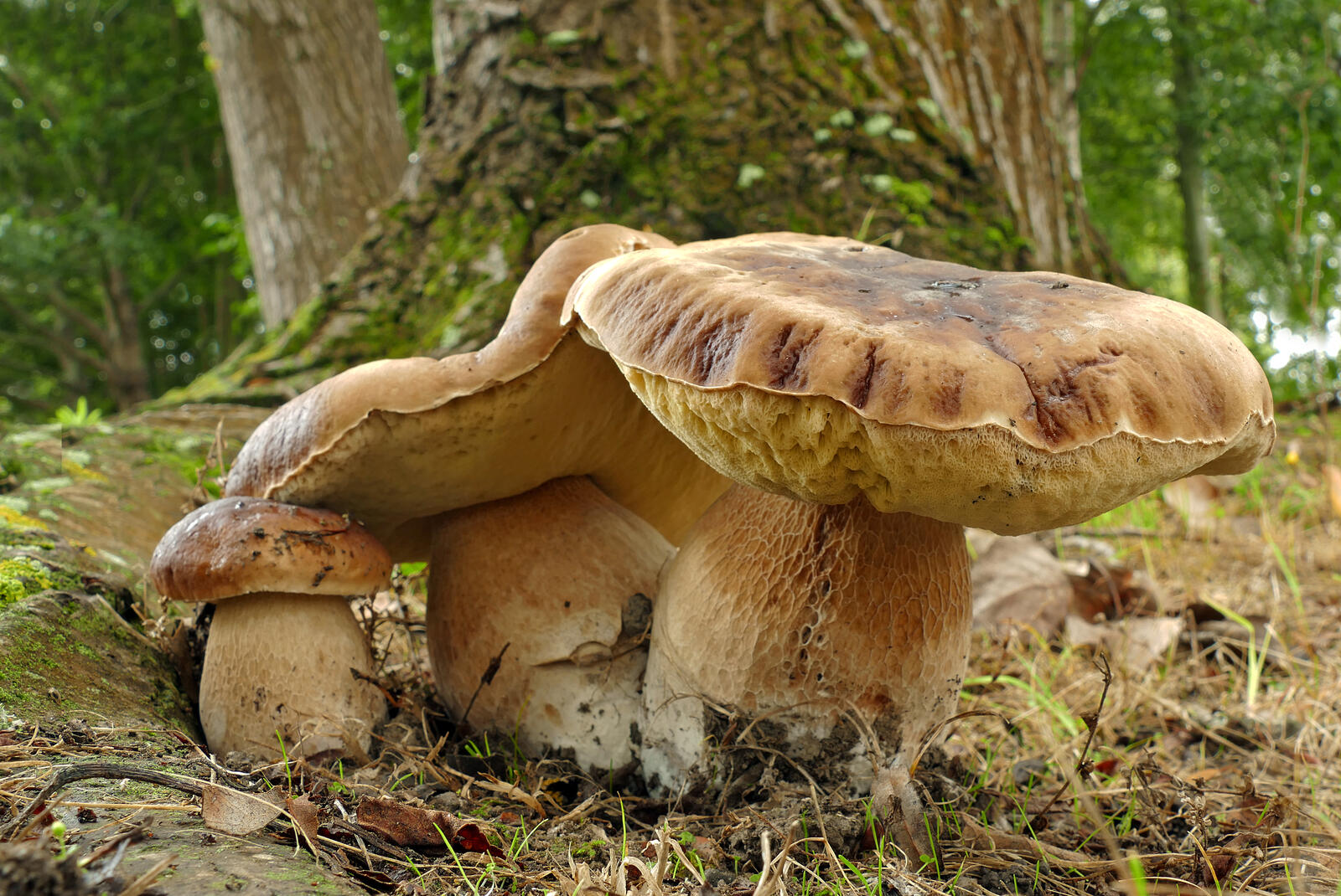 Обои грибы гриб природа на рабочий стол