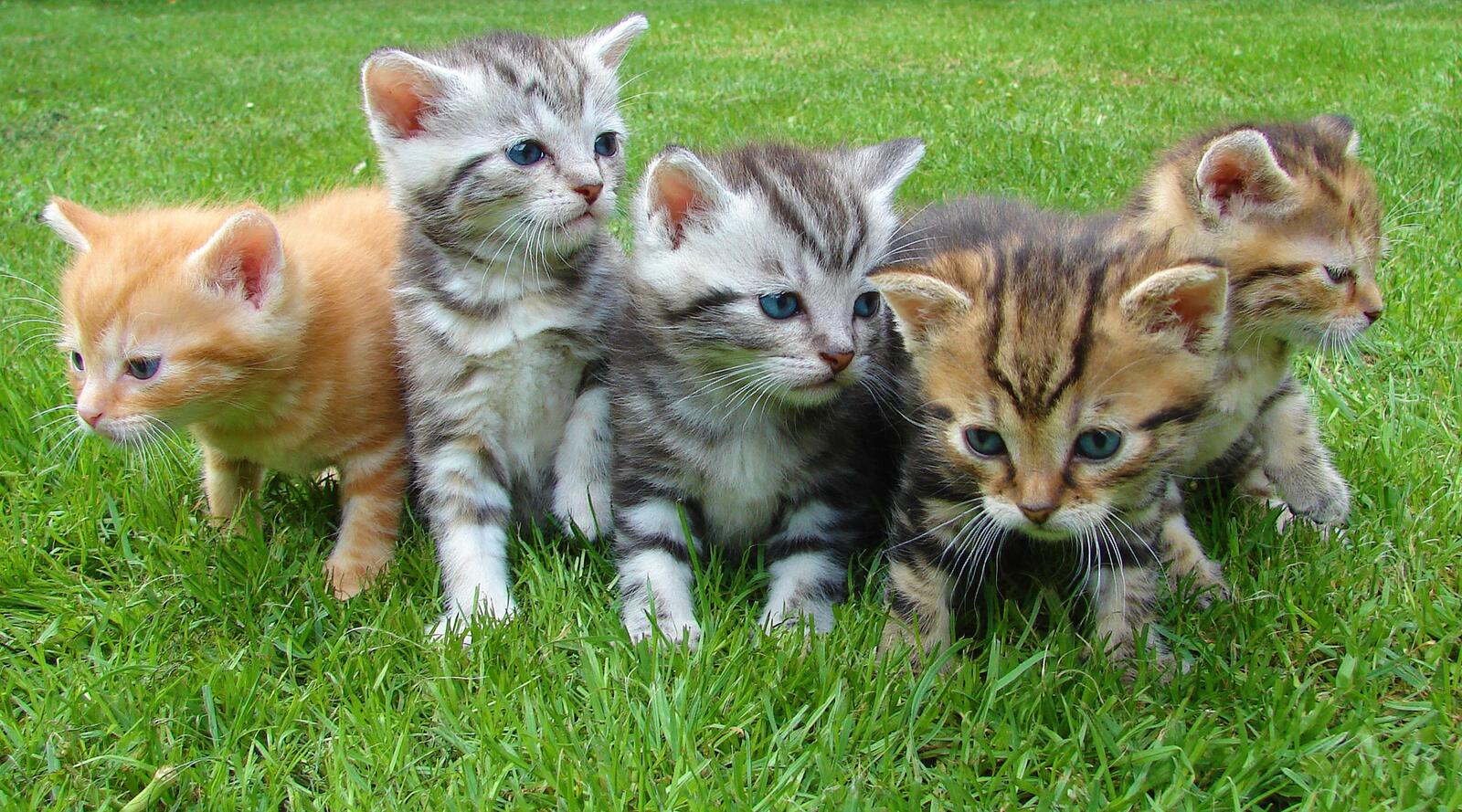 Wallpapers kittens cat cats on the desktop