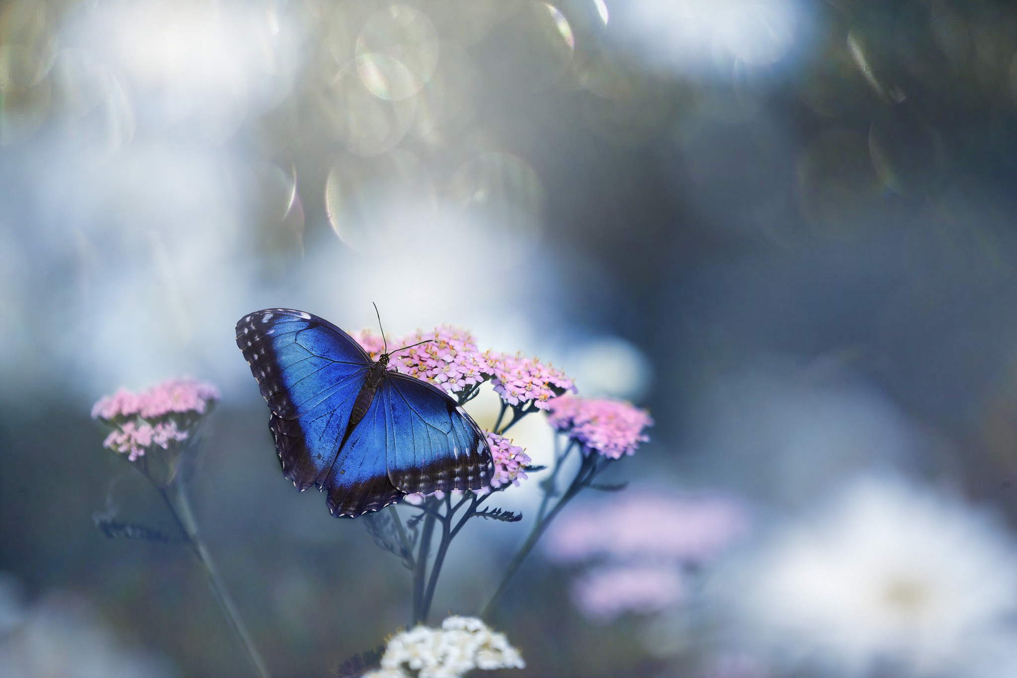 Фото бесплатно Бабочка на цветке, цветок, флора