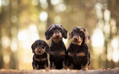 Three dachshunds in nature