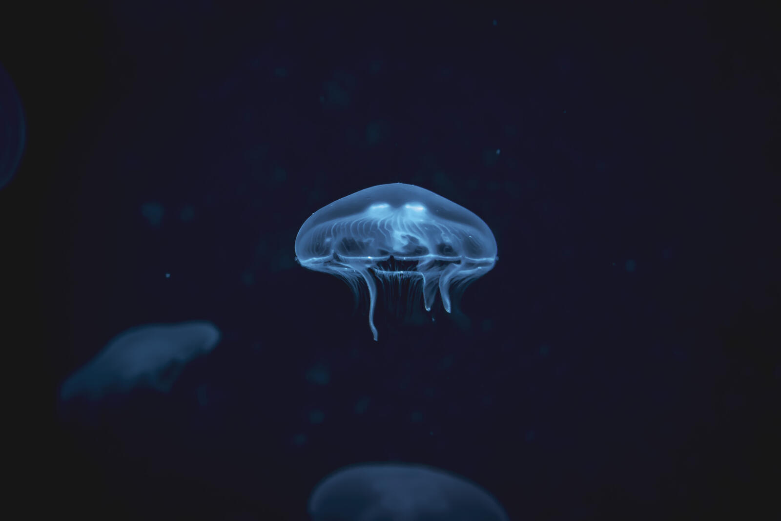Обои медуза дикая природа море на рабочий стол