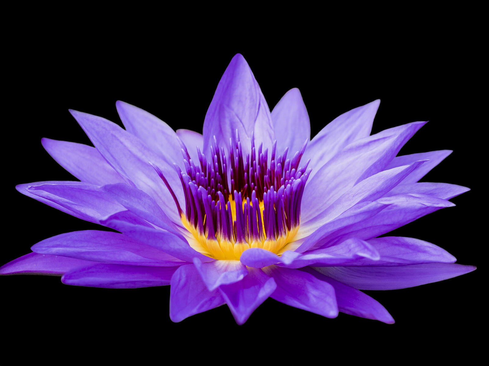 Бесплатное фото Цветок лилии крупным планом