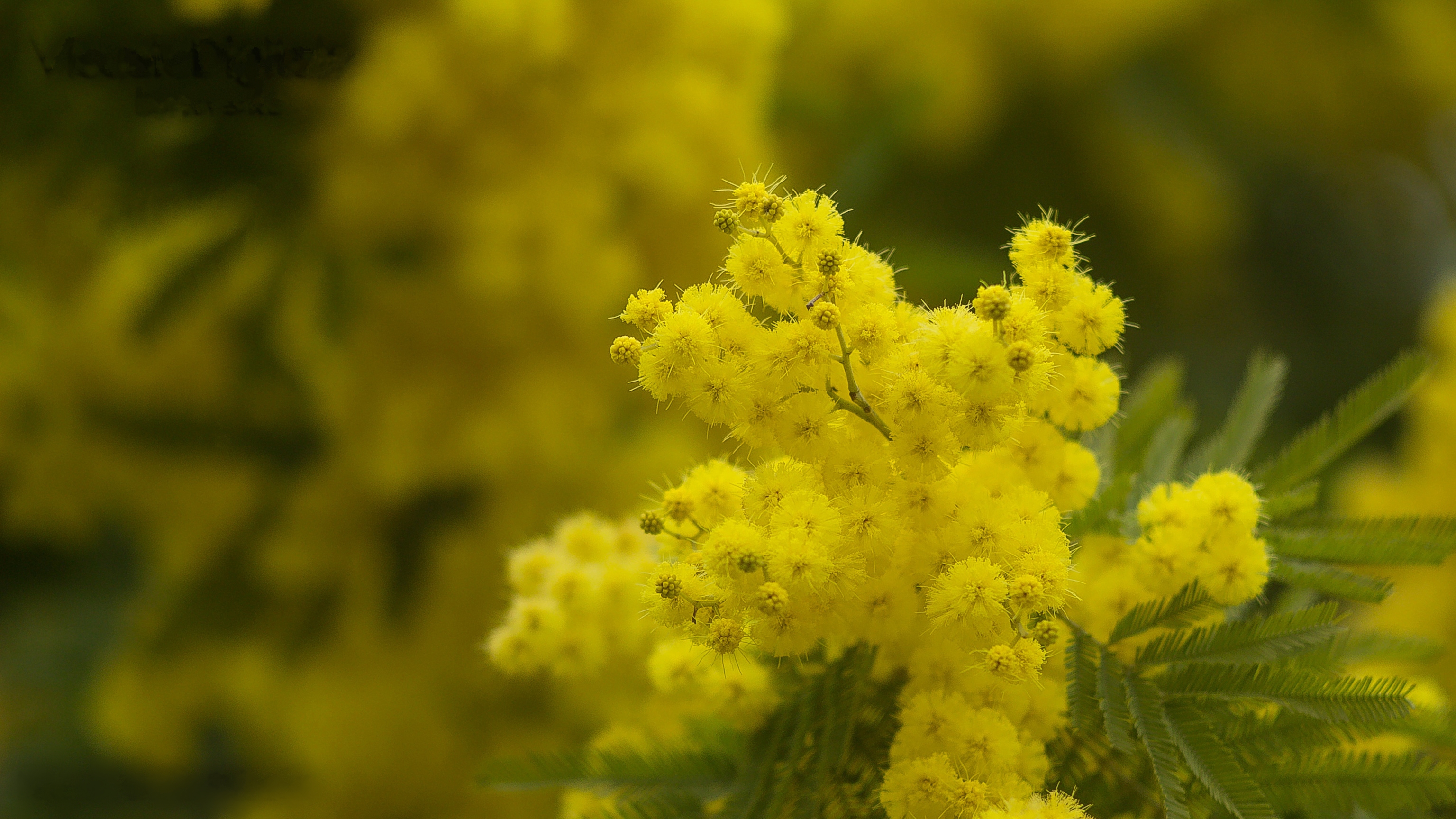 Фото бесплатно ветвь, жёлтые цветы, флора