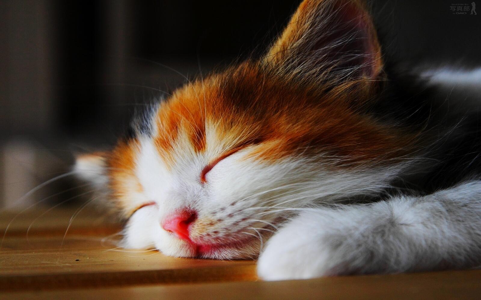 Wallpapers kitten sleeping cute on the desktop