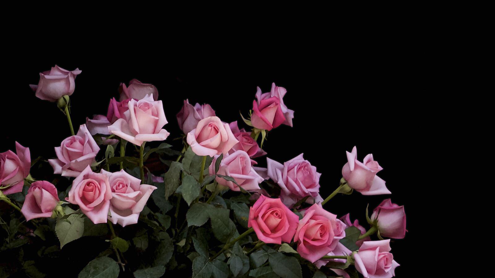 桌面上的壁纸玫瑰花束 花 植物群